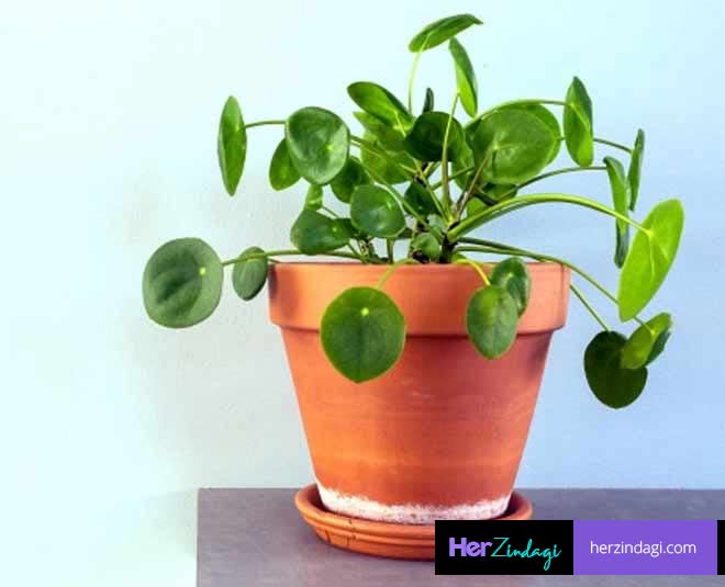 expert  tips  on  money  plant  care  in  winter