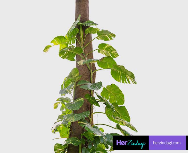 expert  tips  on  money  plant  care