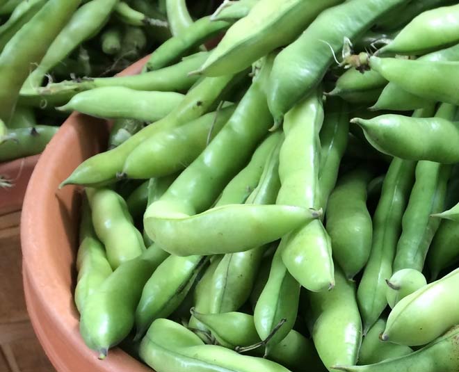 Fava Beans Benefits for Health In Hindi | fava beans benefits for ...