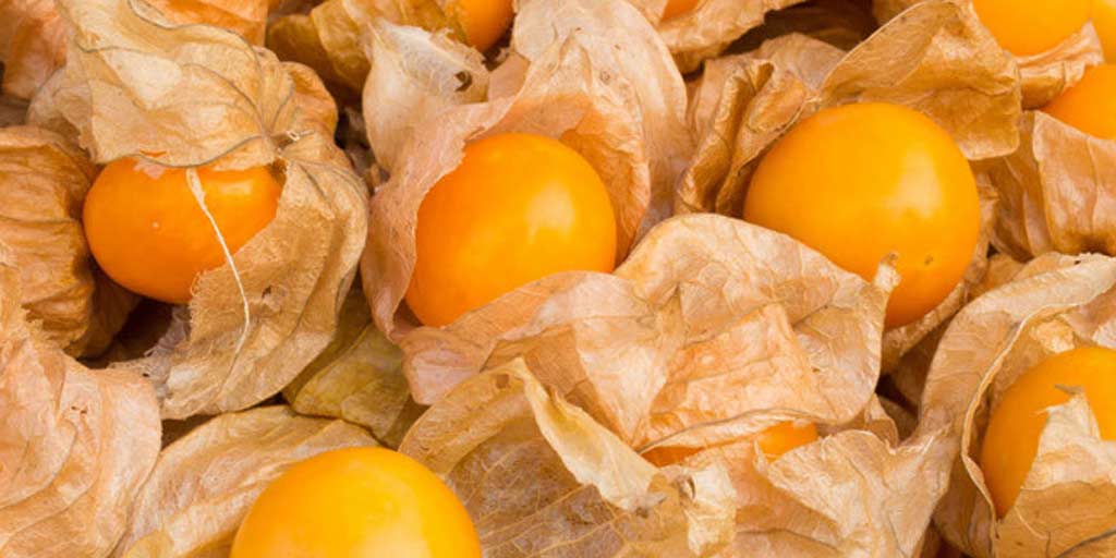 the-marvellous-health-benefits-of-cape-gooseberries-the-marvellous