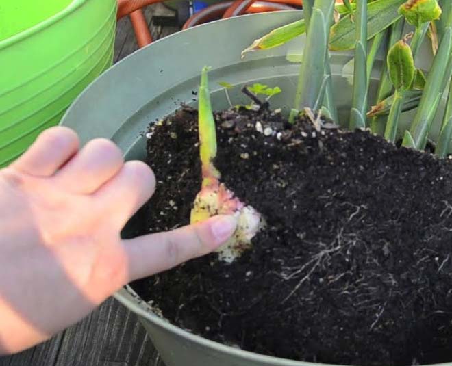 grow ginger plant at home in 