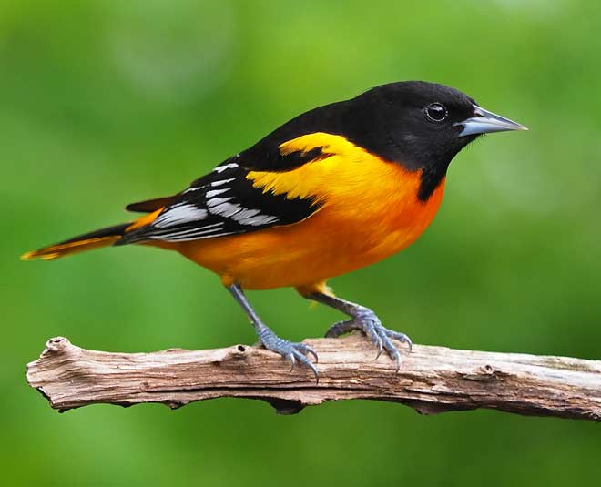 hanuwantiya tapu in madhya pradesh inside 