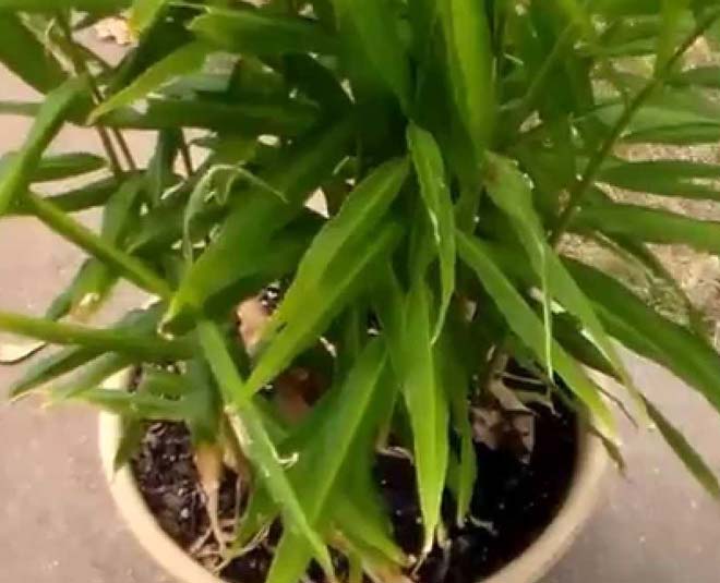 how grow ginger plant at home inside 