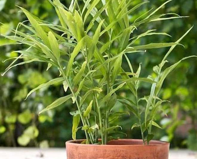 how to grow ginger plant at home inside 