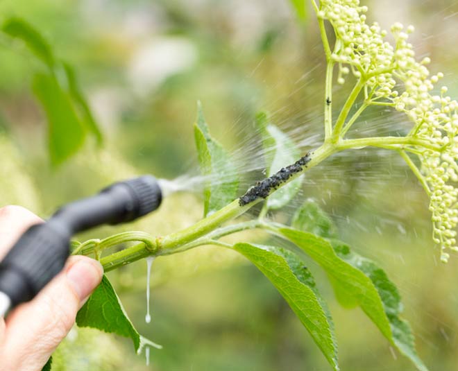 how to remove wild insects from gardens inside 