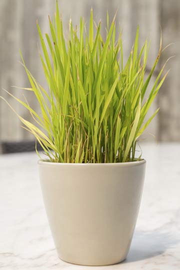 Lemongrass Plant At Home As Mosquito Repellent And Other Benefits | lemongrass plant at home as mosquito repellent and other benefits | HerZindagi