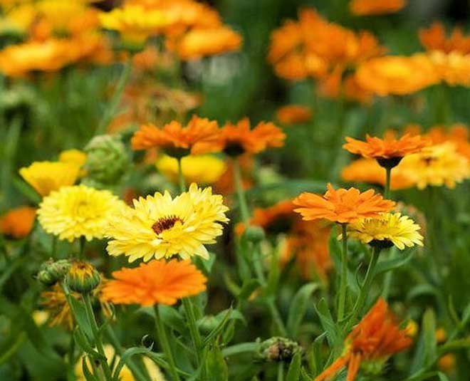 pot marigold flower