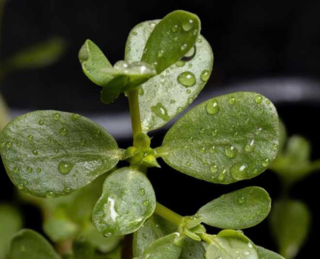 पर्सलेन purslane inside
