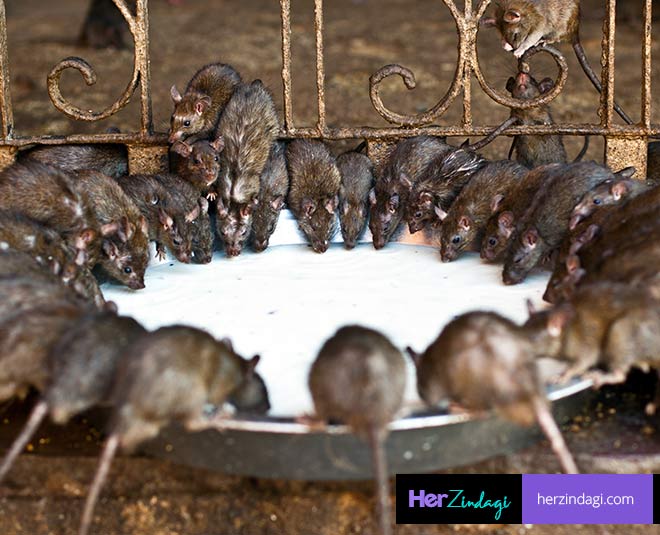 rat temple bikaner
