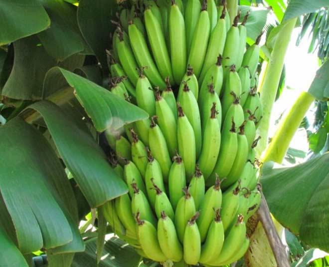 raw banana benefits for health inside 