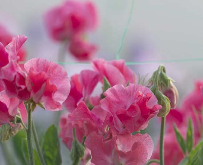 sweet pea flower