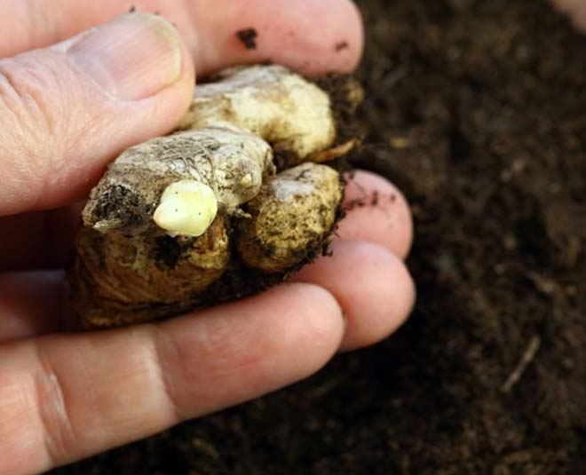tips to grow ginger plant at home inside 