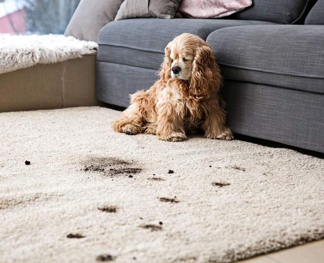 ways to clean carpet stains inside 