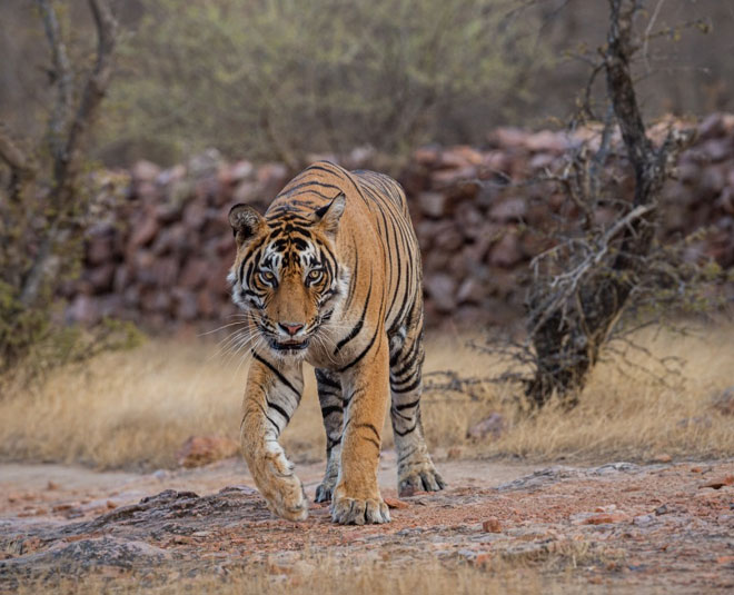 wild life sanctury near delhi Main
