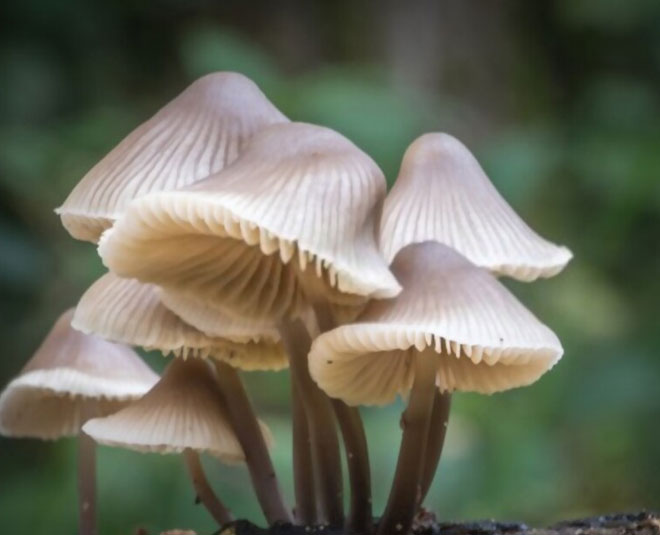 Know About Types Of Edible Mushroom Found In India