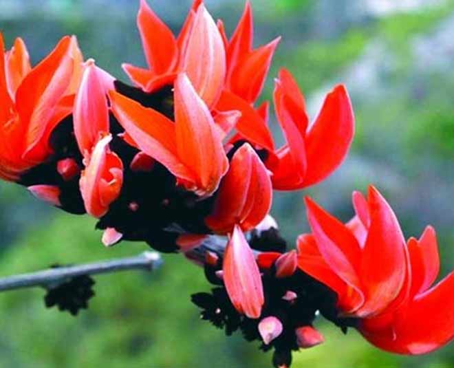 about palash flower health benefits