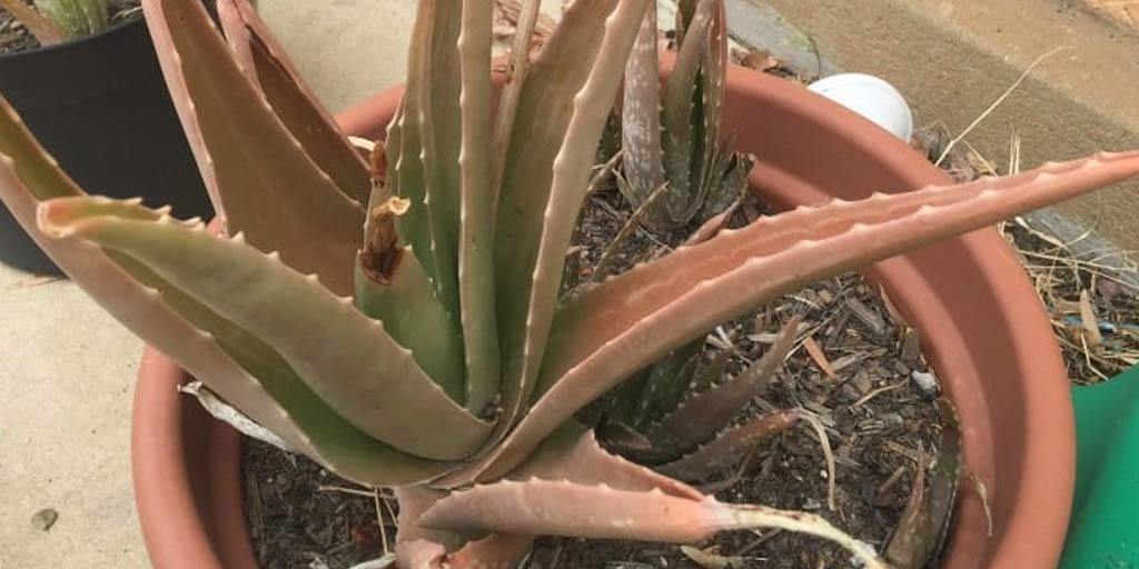 Tips to Save your Aloe Vera Plant from Drying tips to save your aloe