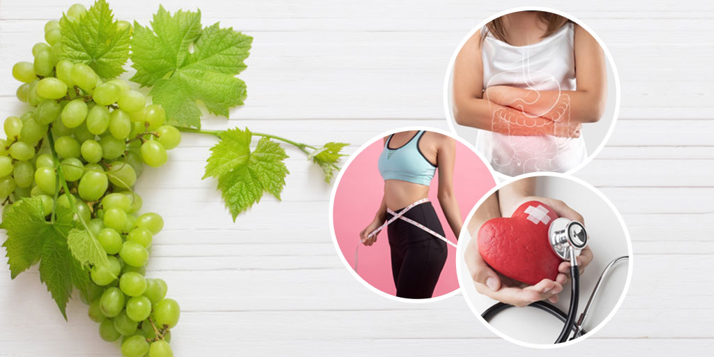Health Benefits Of Grape Leaves In Hindi जानें अंगूर की पत्तियों के