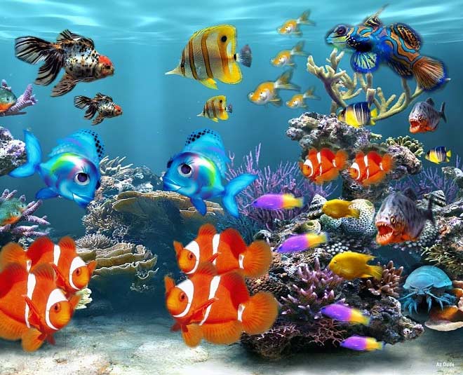 aquarium direction tips