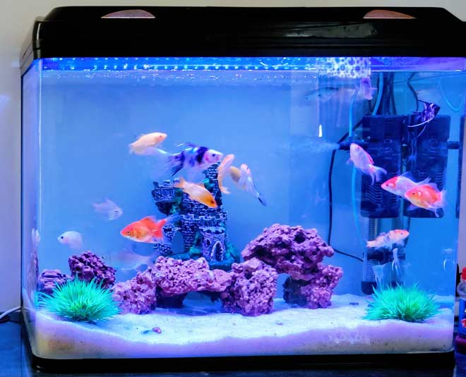 aquarium placing tips for home