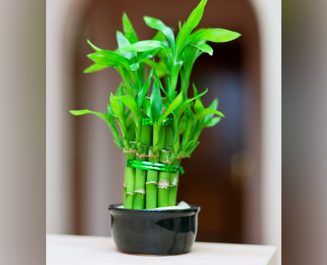 bamboo plant for positivity at home