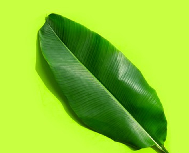 banana leaf benefits for fever
