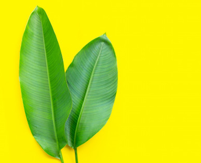 banana leaf benefits for weight loss