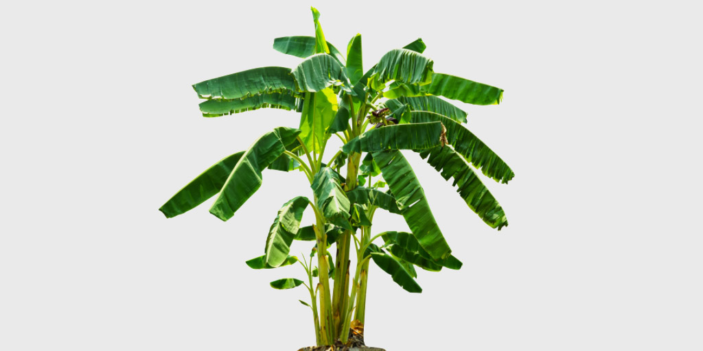 banana-leaf-health-benefits-in-hindi-banana-leaf-health-benefits