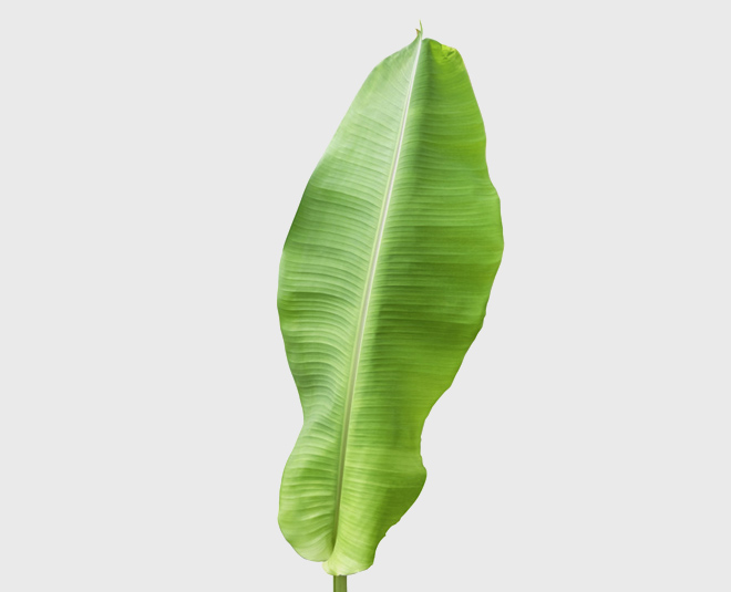 banana leaf for skin