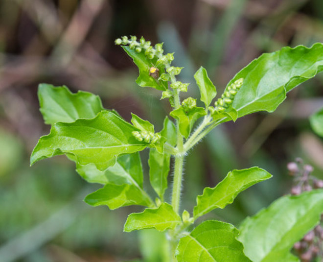 basil plant for positive energy