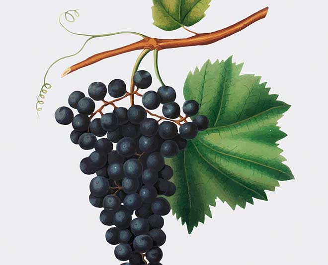 benefits of black grapes