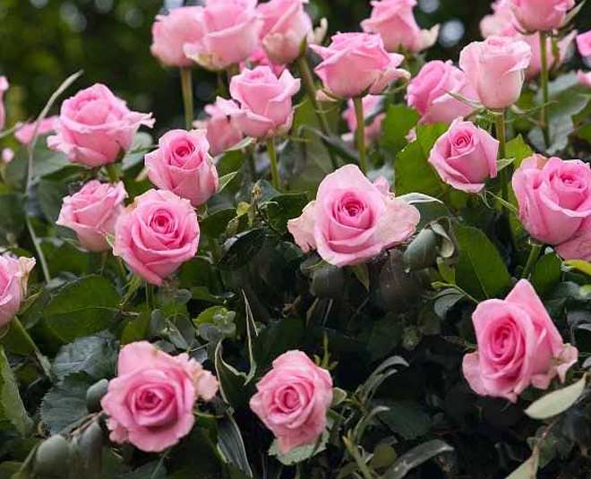 गार्डन के ये 5 फूल कर सकते हैं कई बीमारियों का इलाज, एक्सपर्ट से जानें गुलाब, गेंदा, गुड़हल को कैसे करें डाइट में शामिल