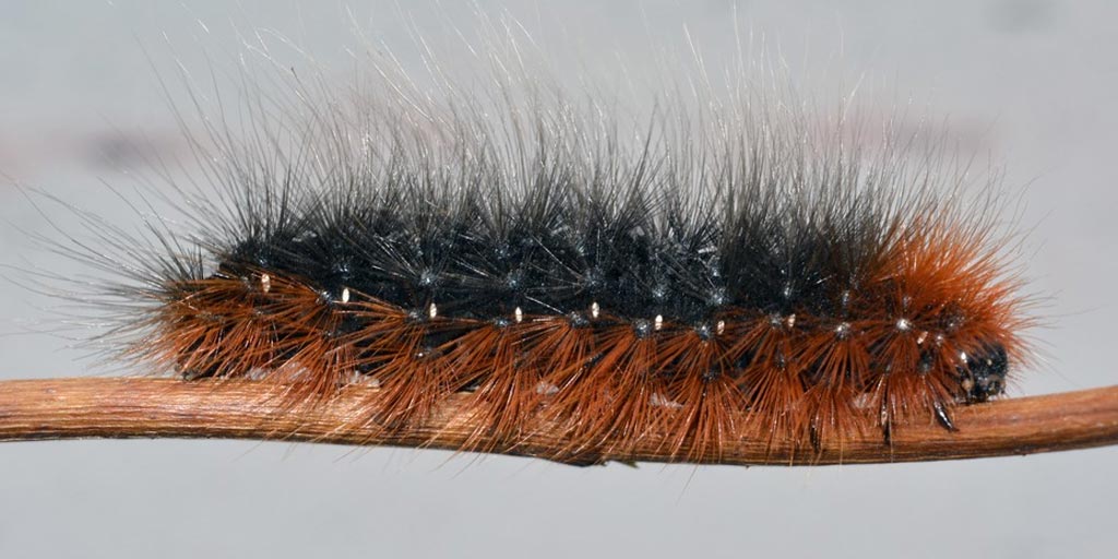 how-to-get-rid-of-hairy-caterpillars-in-house