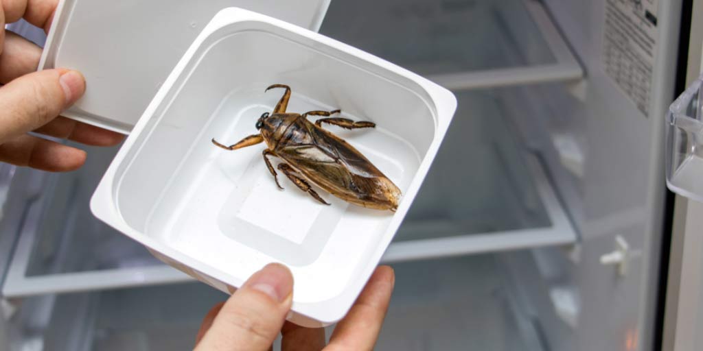 Cockroaches In Refrigerator 