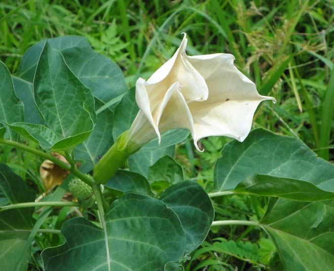 datura flower natural insect spray tips