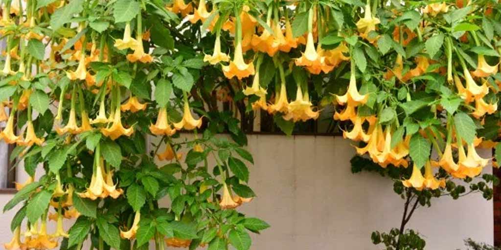 From Asthma To Fever, Datura Plant Is Solution To All Your Health