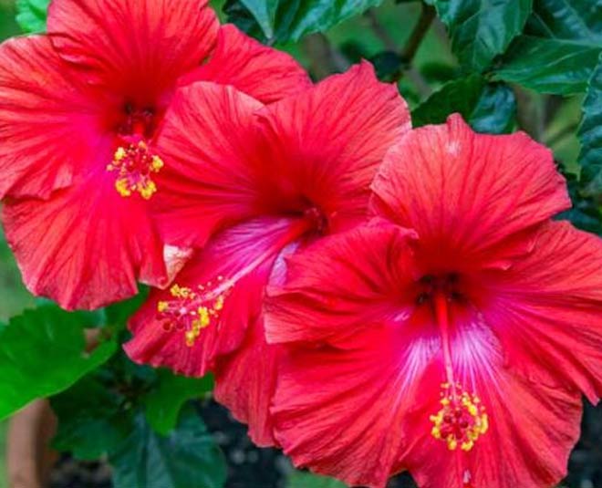 Make Hibiscus Hair Masks At Home For Healthy Hair HerZindagi