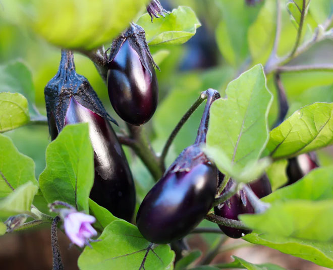 eggplant health benefits healthy diet