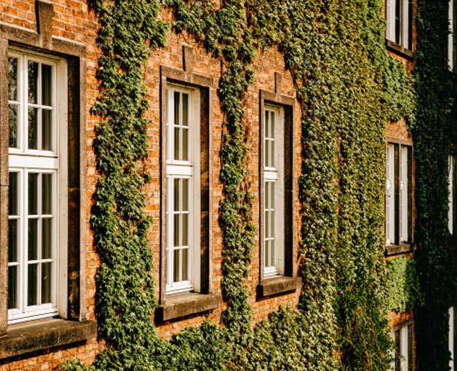 english ivy for positive vibes