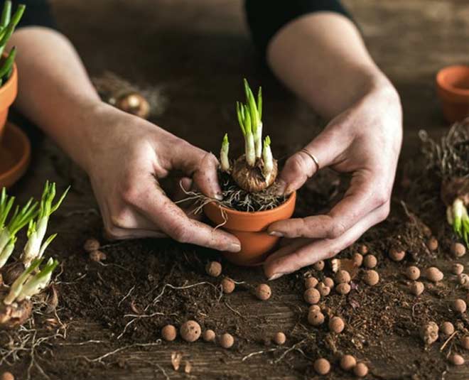 epsom salt for plants how to use it