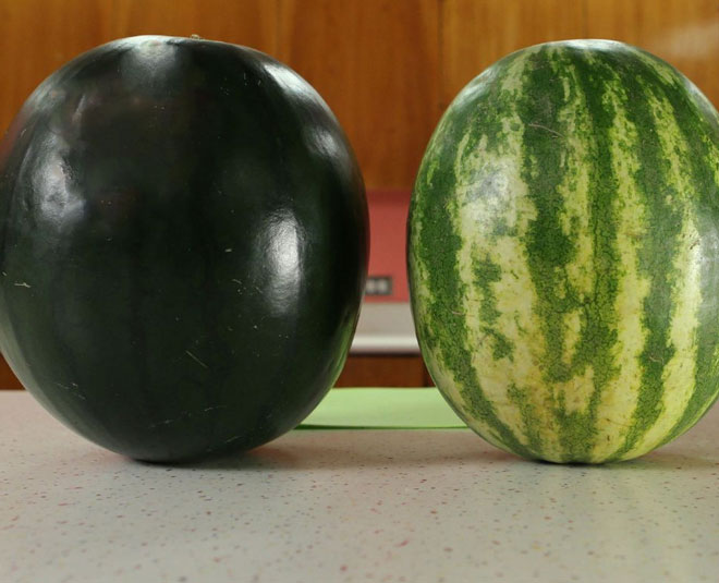 expensive watermelon densuke