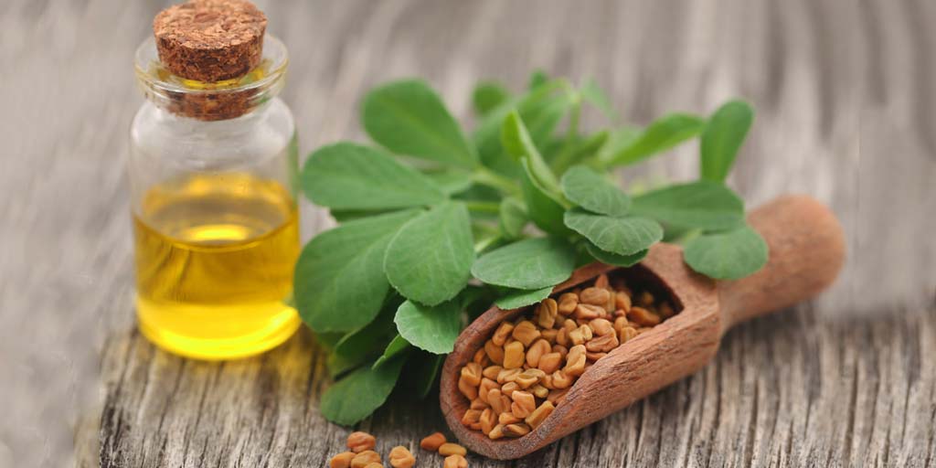 Fenugreek Or Methi Oil For Hair How To Make It At Home Fenugreek Or