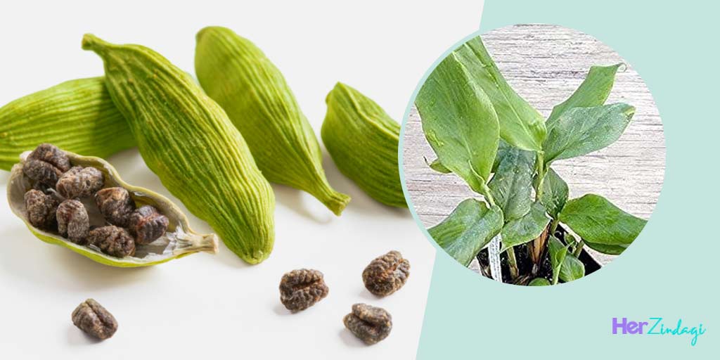 How To Grow Cardamom Plant In Pot