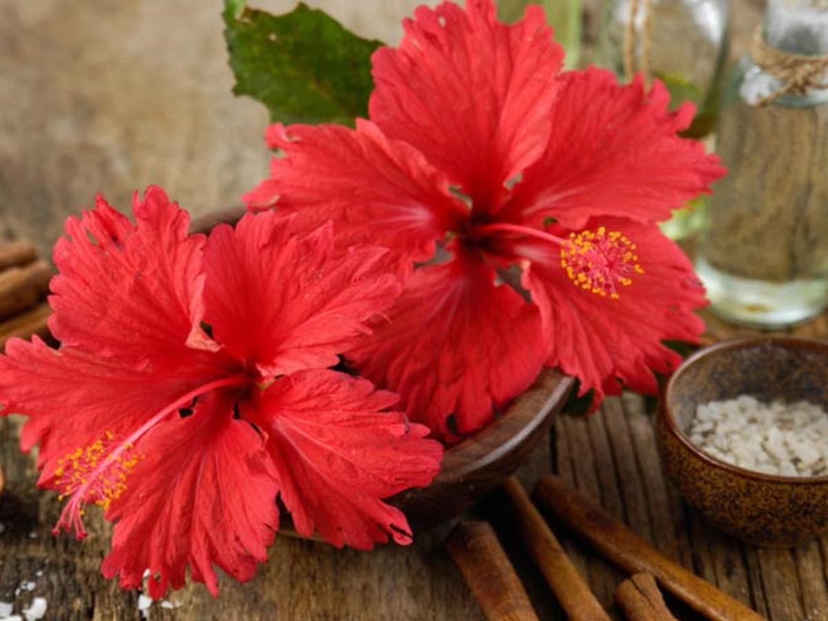 Make Hibiscus Hair Masks At Home For Healthy Hair | HerZindagi Make Hibiscus Hair Masks At Home For Healthy Hair | HerZindagi