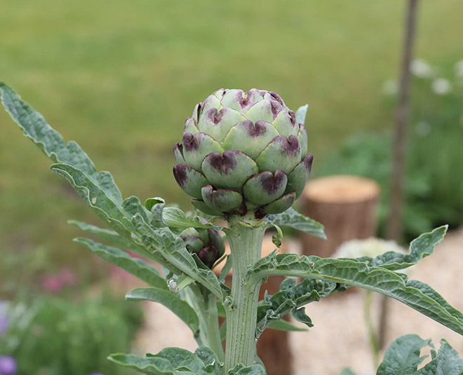 How to Grow Artichokes in Pots In Hindi how to grow artichokes in