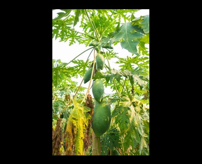 how to grow papaya tree