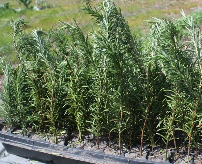 how to grow rosemary plant