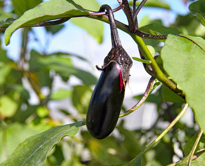 improve digestion eggplant