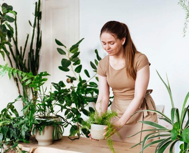 indoor plants insects