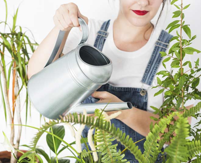 indoor  plants watering